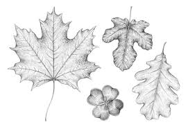 How to draw leaf