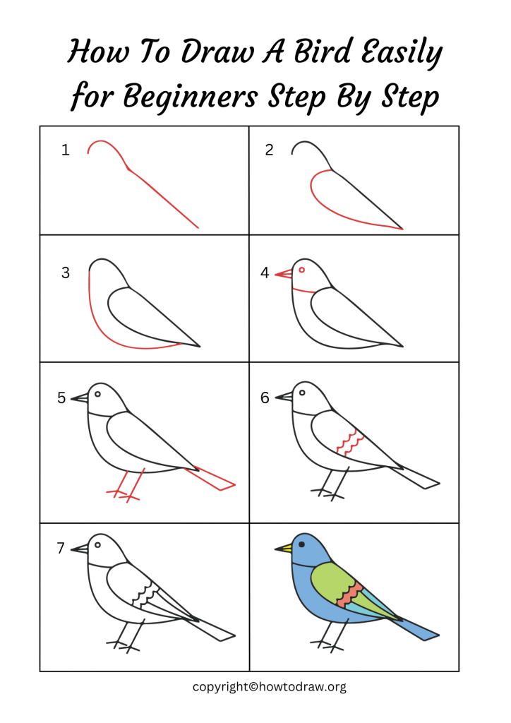 How To Draw A Bird Easily for Beginners Step By Step